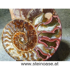 Ammonite Nr.5 - rechts